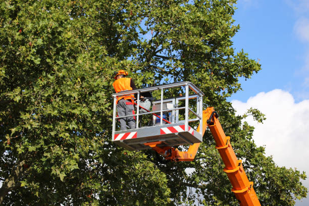 Best Tree Preservation Services  in Salineville, OH